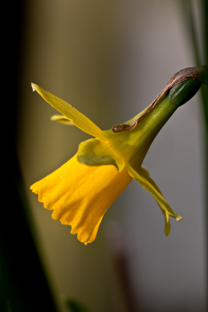 Die erste im Garten