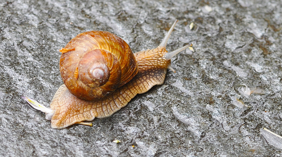 .......die Erste in diesem Jahr