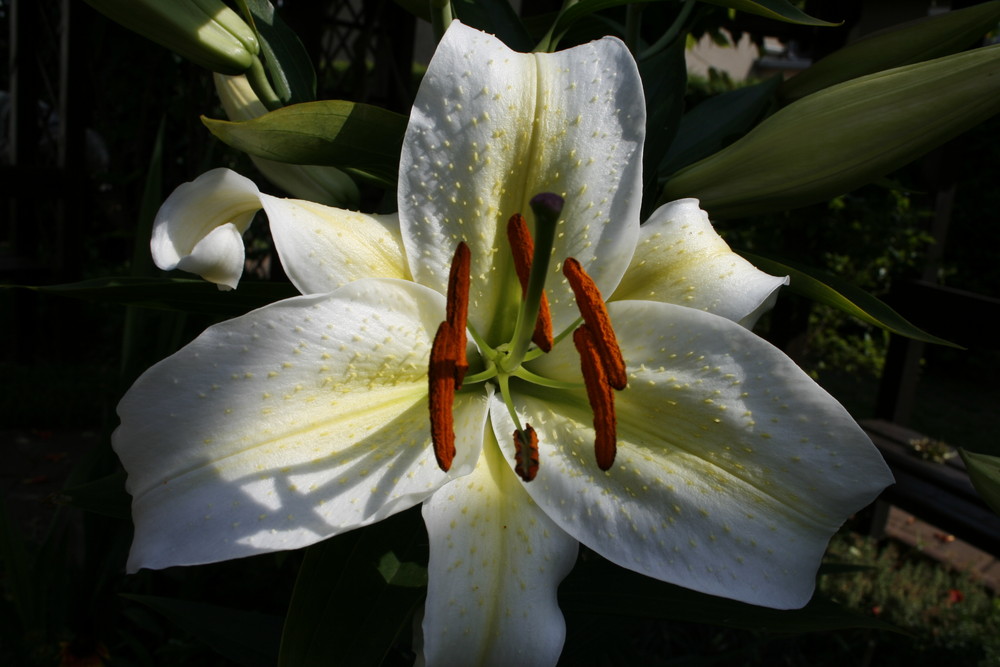 die Erste in unserem Garten