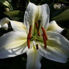 die Erste in unserem Garten