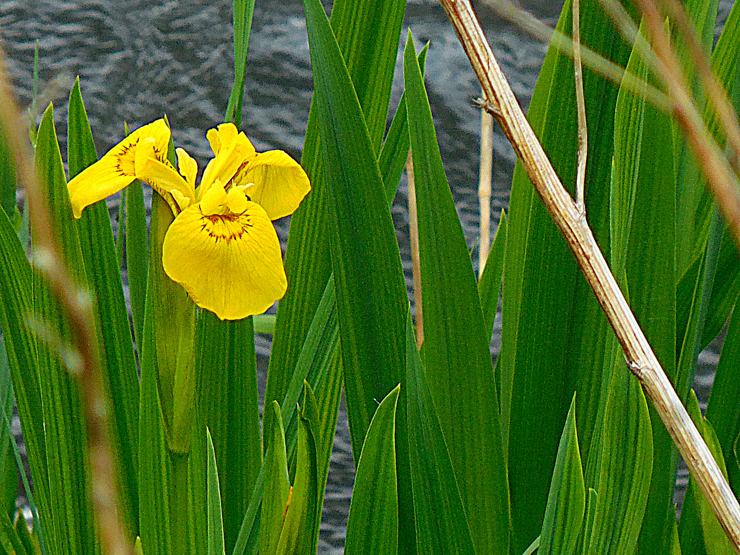 Die erste Iris