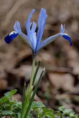 Die erste Iris am Wegesrand