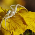 Die erste junge veränderliche Krabbenspinne ist da .., 