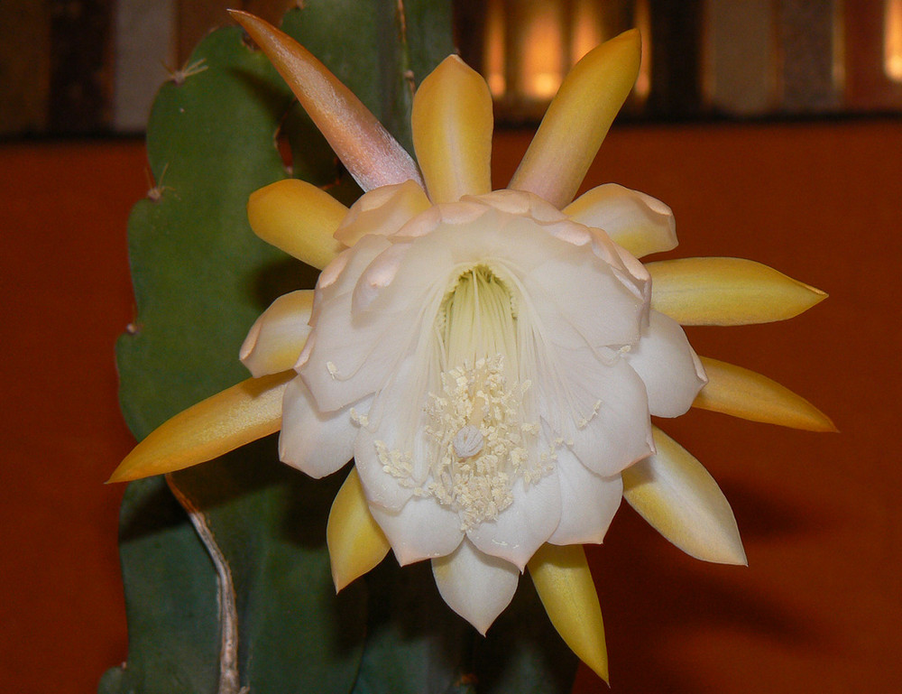Die erste Kaktusblüte