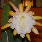 Die erste Kaktusblüte