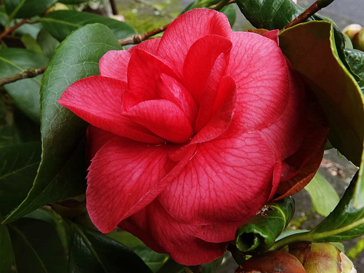 die erste Kamelienblüte im Garten