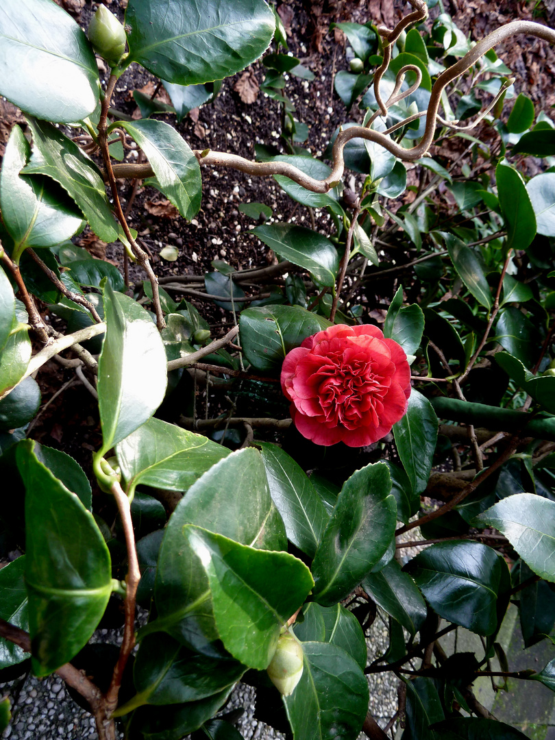 Die erste Kamelienblüte in diesem Jahr in meinem Garten