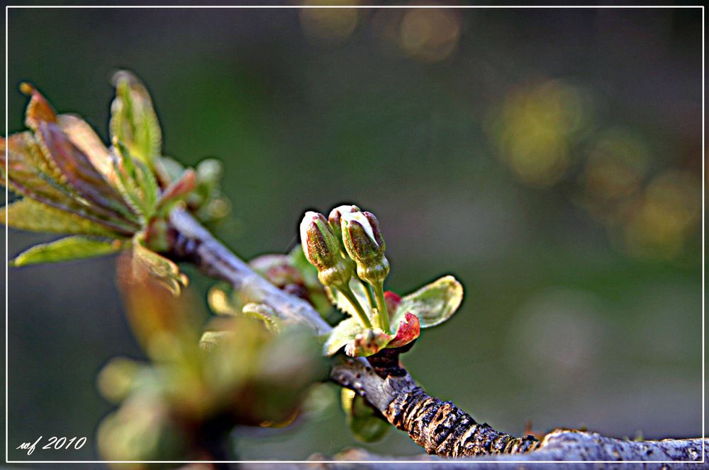 Die Erste Kirschblüte ....