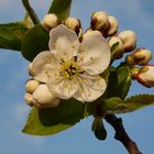 Die erste Kirschblüte