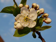 Die erste Kirschblüte