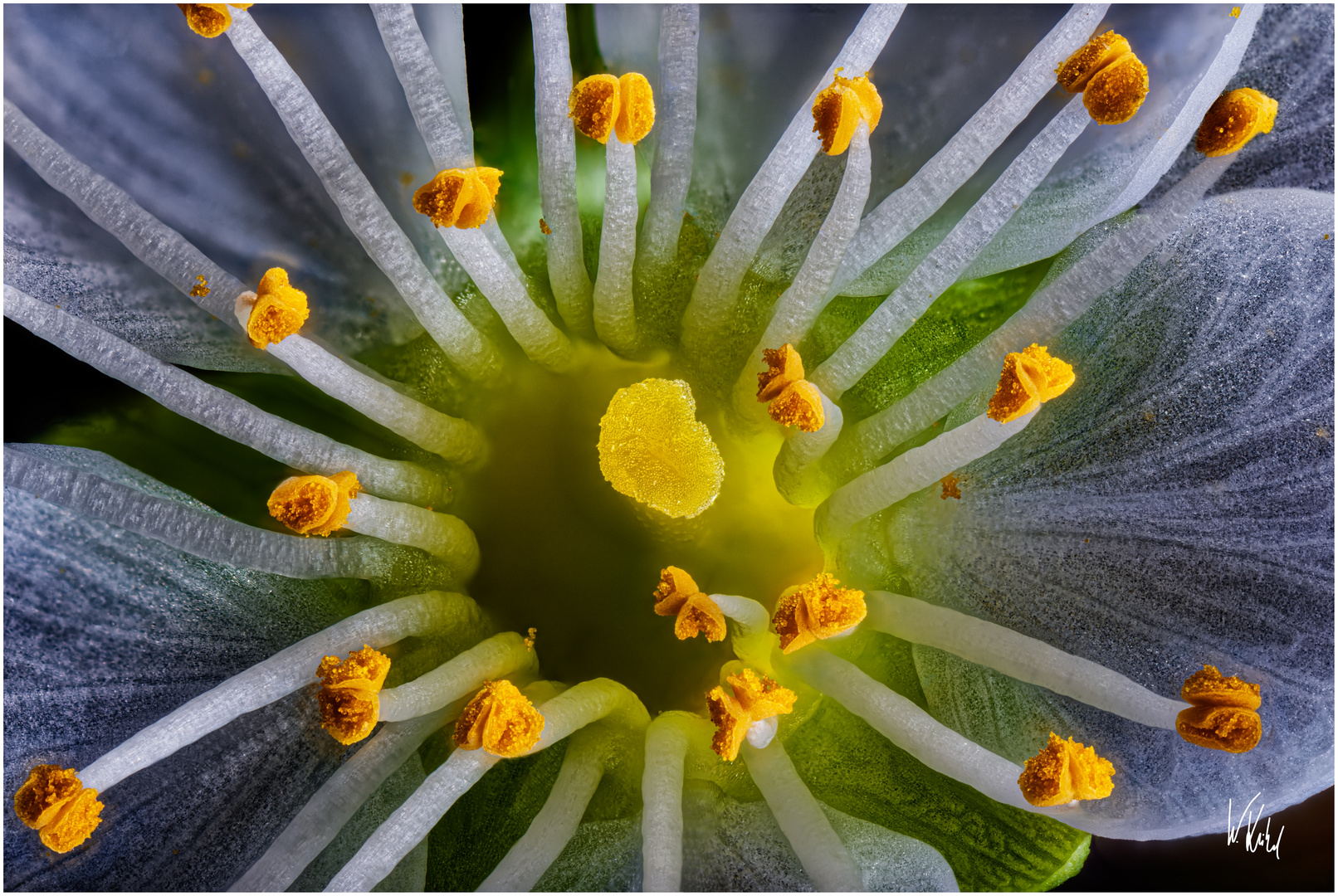 Die erste Kirschblüte