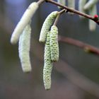 die erste kleine rote Knospe kommt :-)