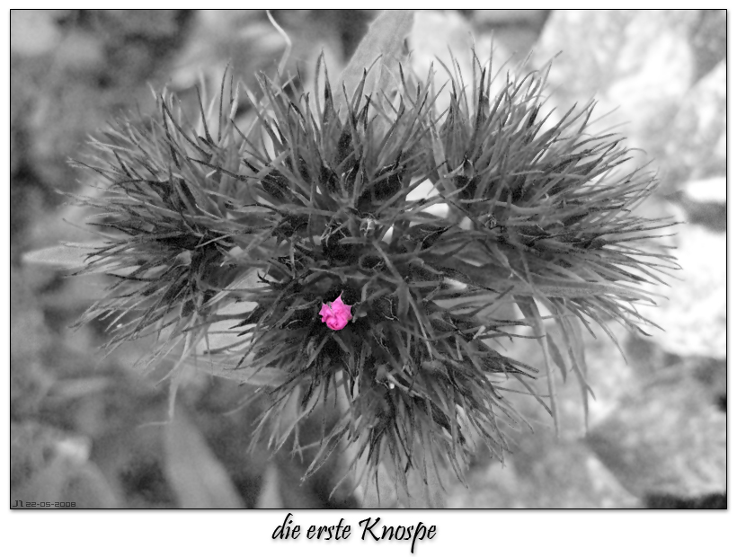 die erste Knospe