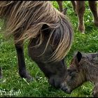 Die erste Kontaktaufnahme von Mutter und Sohn