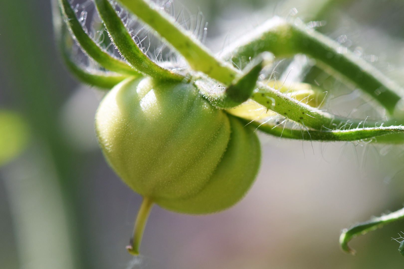 Die erste korsische Tomate ist am reifen ......