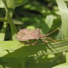 Die erste Lederwanze (Coreus marginatus) in diesem Jahr ...