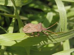 Die erste Lederwanze (Coreus marginatus) in diesem Jahr ...