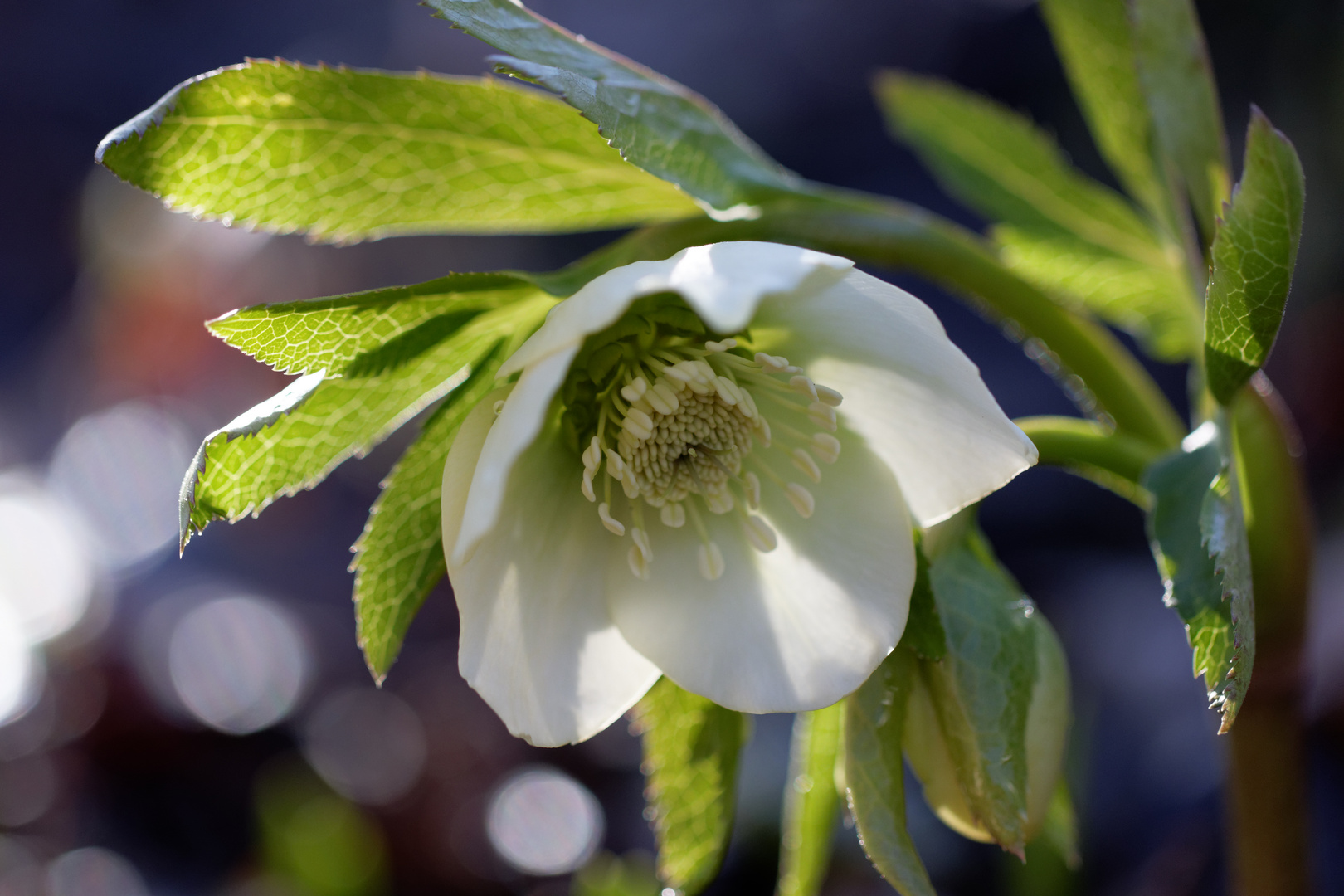 Die erste Lenzrose ist im Garten erblüht ...