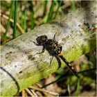 Die erste Libelle 2017 - Nordische Moosjungfer - Leucorrhinia rubicunda