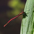 Die erste Libelle des Jahres