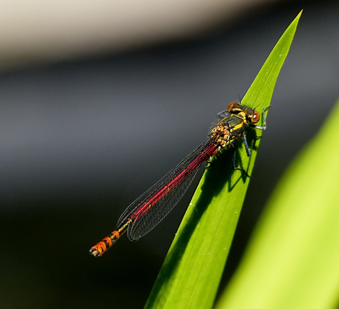 Die erste Libelle in diesem Jahr an unserem Teich 