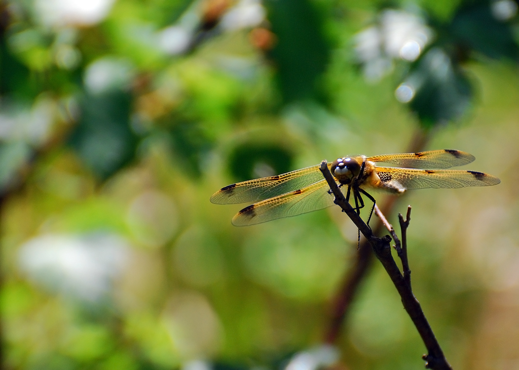 Die erste Libelle mit dem Nikon 70/300