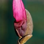 Die erste Magnolien Blüte