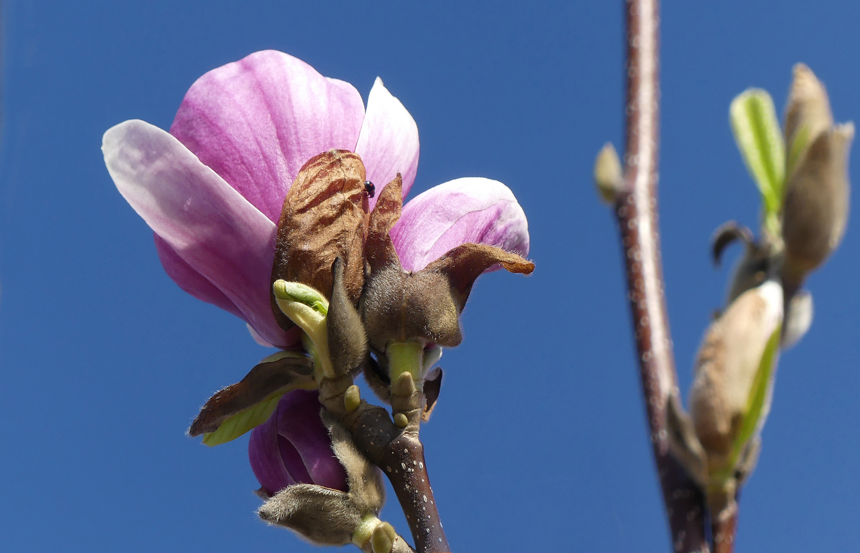 Die erste Magnolienblüte