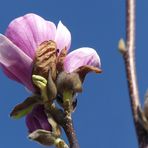 Die erste Magnolienblüte