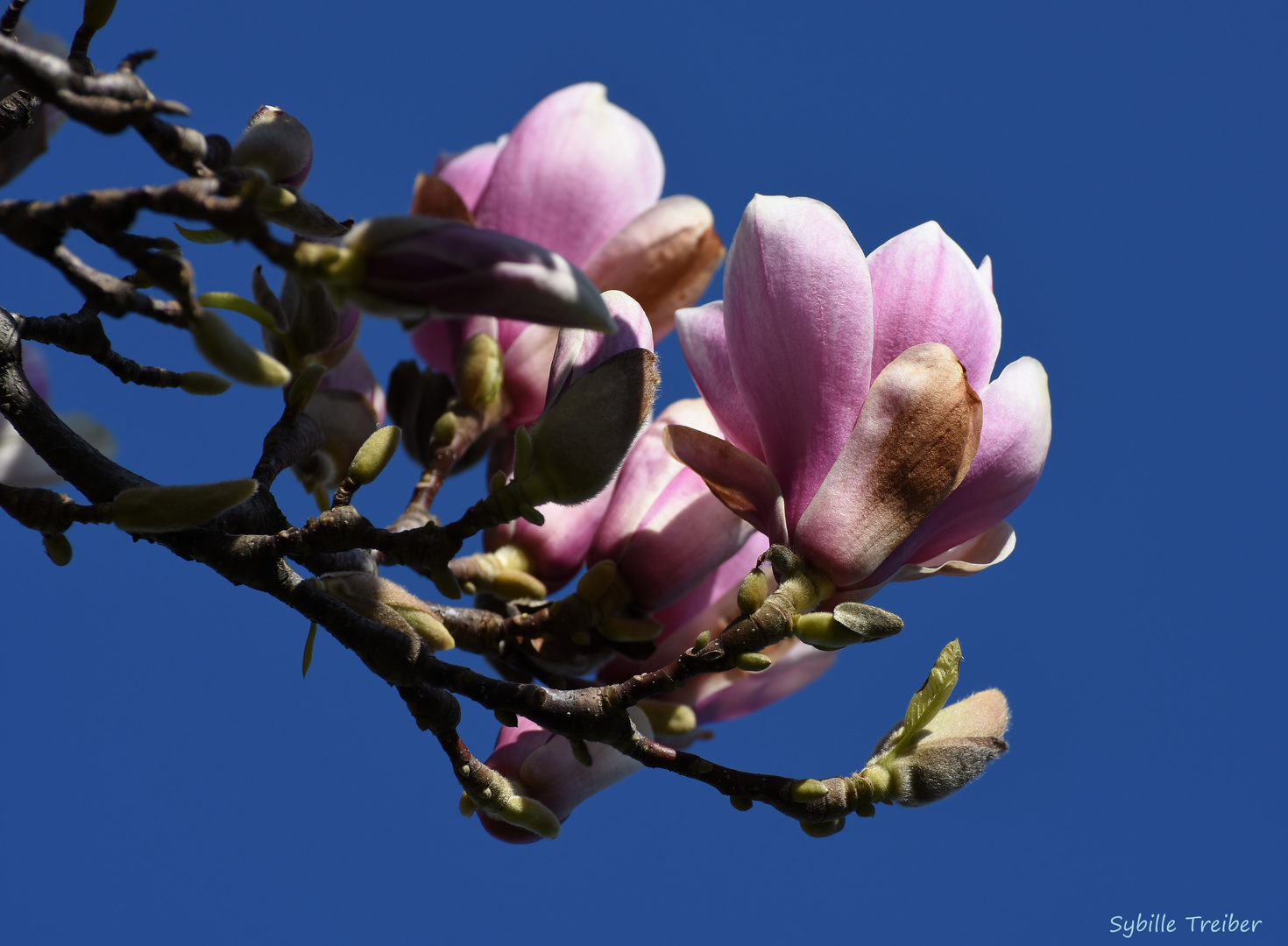 Die erste Magnolienblüte