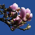 Die erste Magnolienblüte