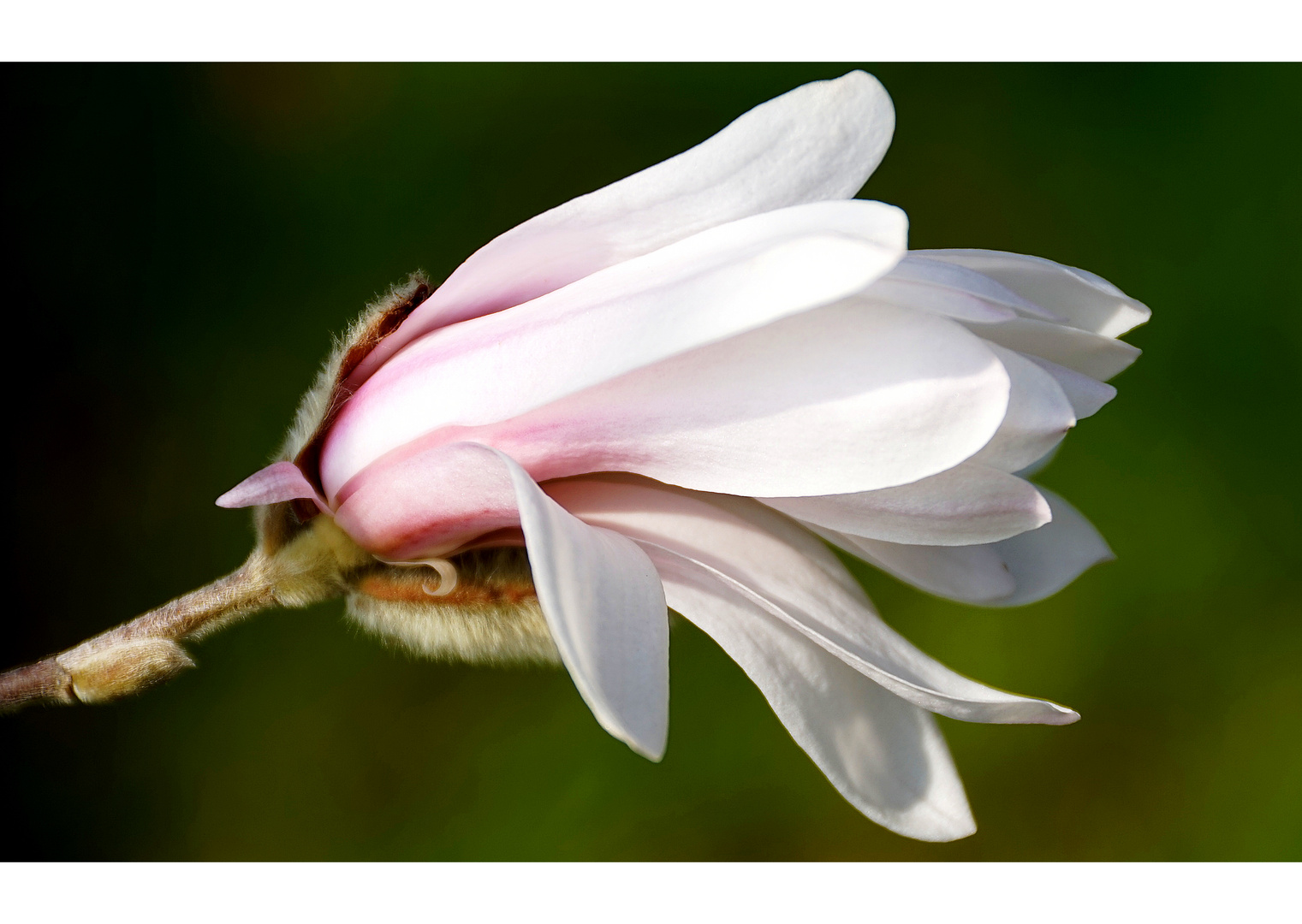 Die erste Magnolienblüte im Garten