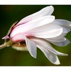 Die erste Magnolienblüte im Garten