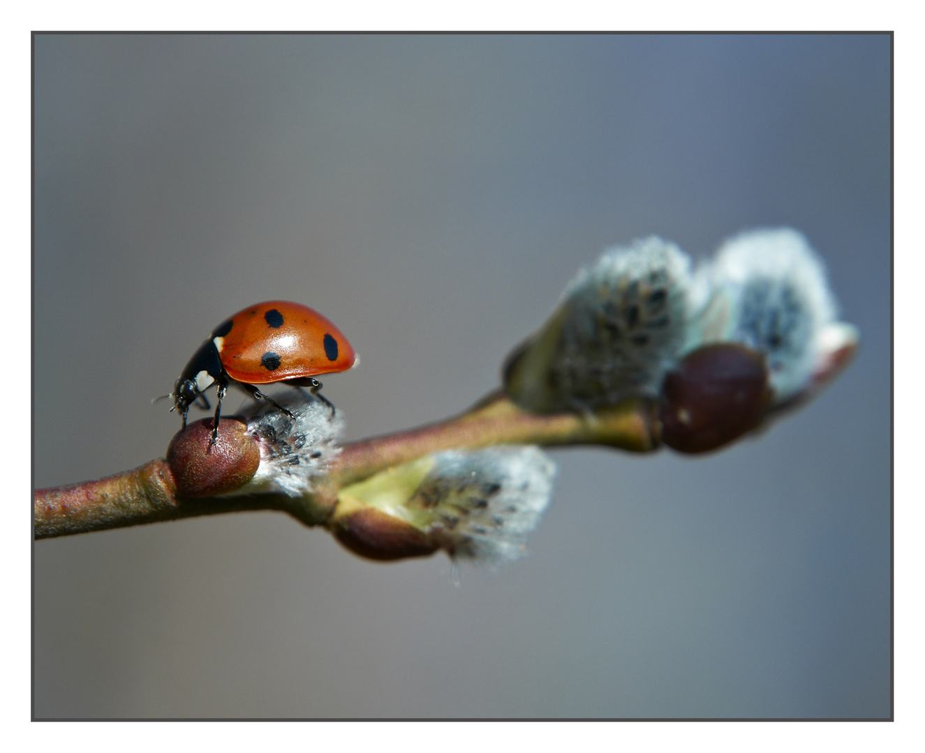 die erste Mahlzeit im Frühling.....