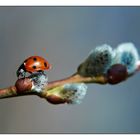 die erste Mahlzeit im Frühling.....