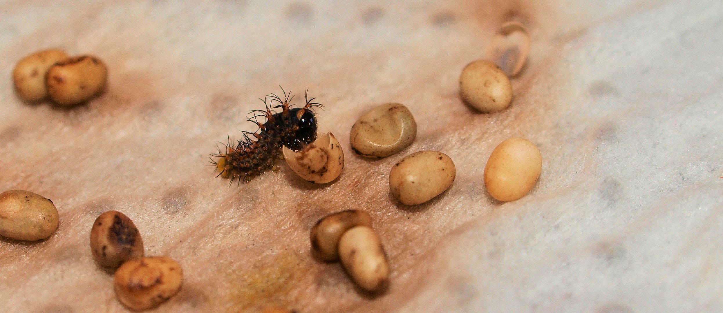 Die erste Mahlzeit ....nach dem Schlupf ist die Eihülle