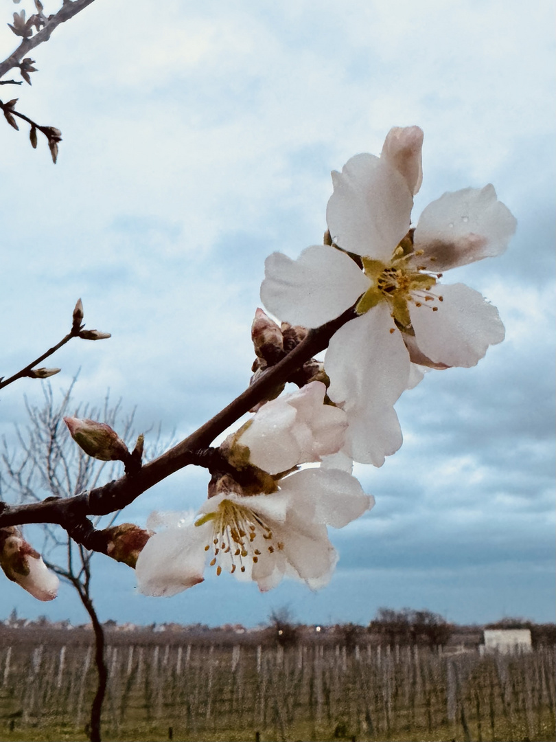 Die erste Mandelblüte 2024