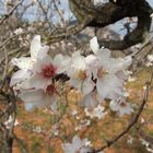 die erste Mandelblüte auf Mallorca 2010