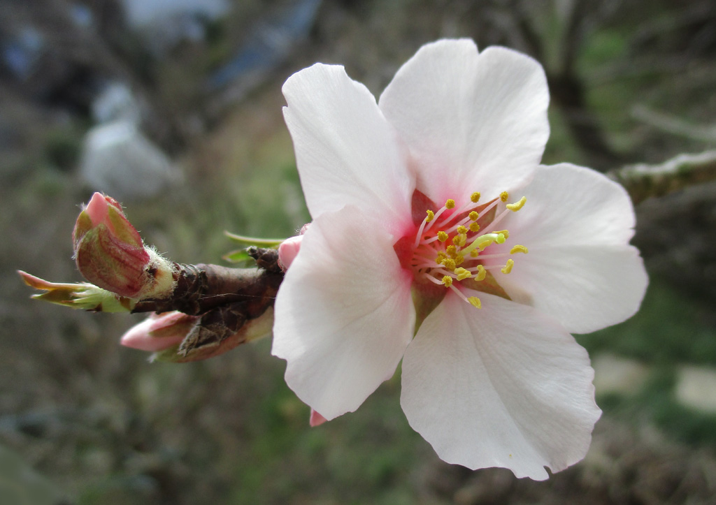 Die erste Mandelblüte öffnete sich heute im Garterl