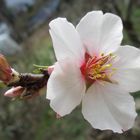 Die erste Mandelblüte öffnete sich heute im Garterl