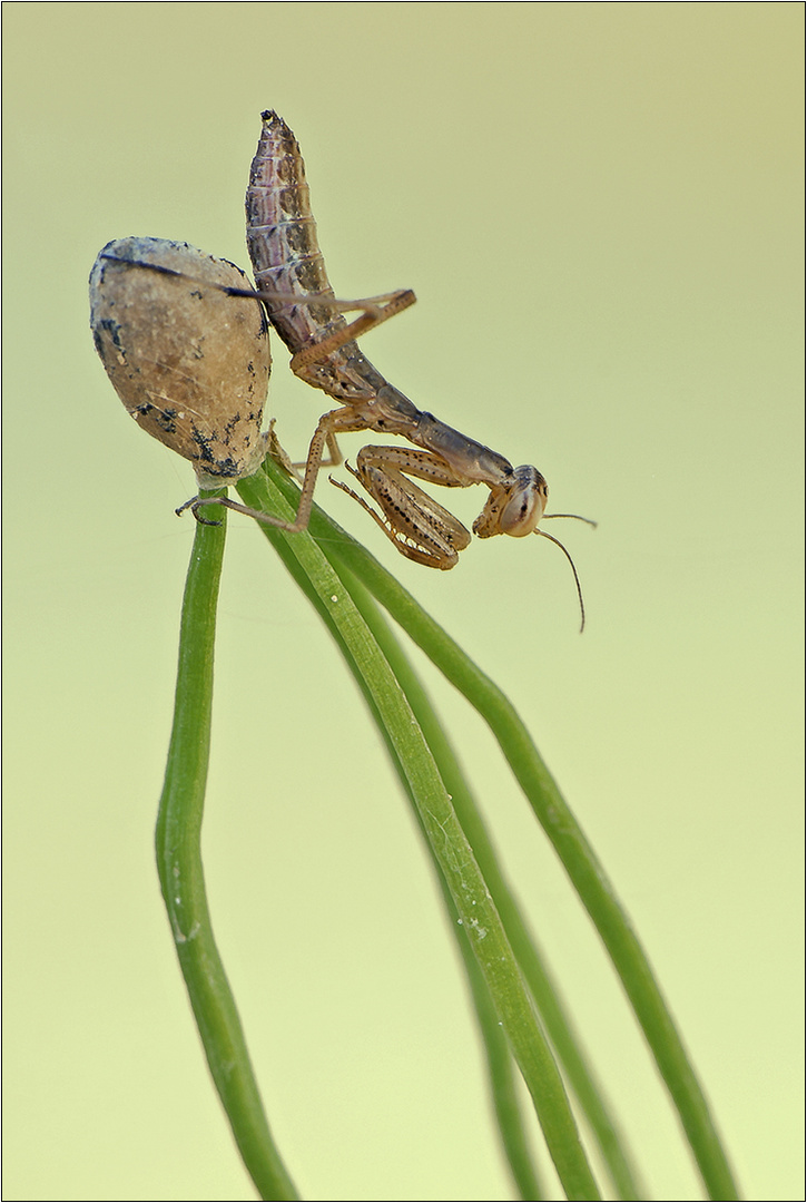 "Die erste Mantis 2014..."