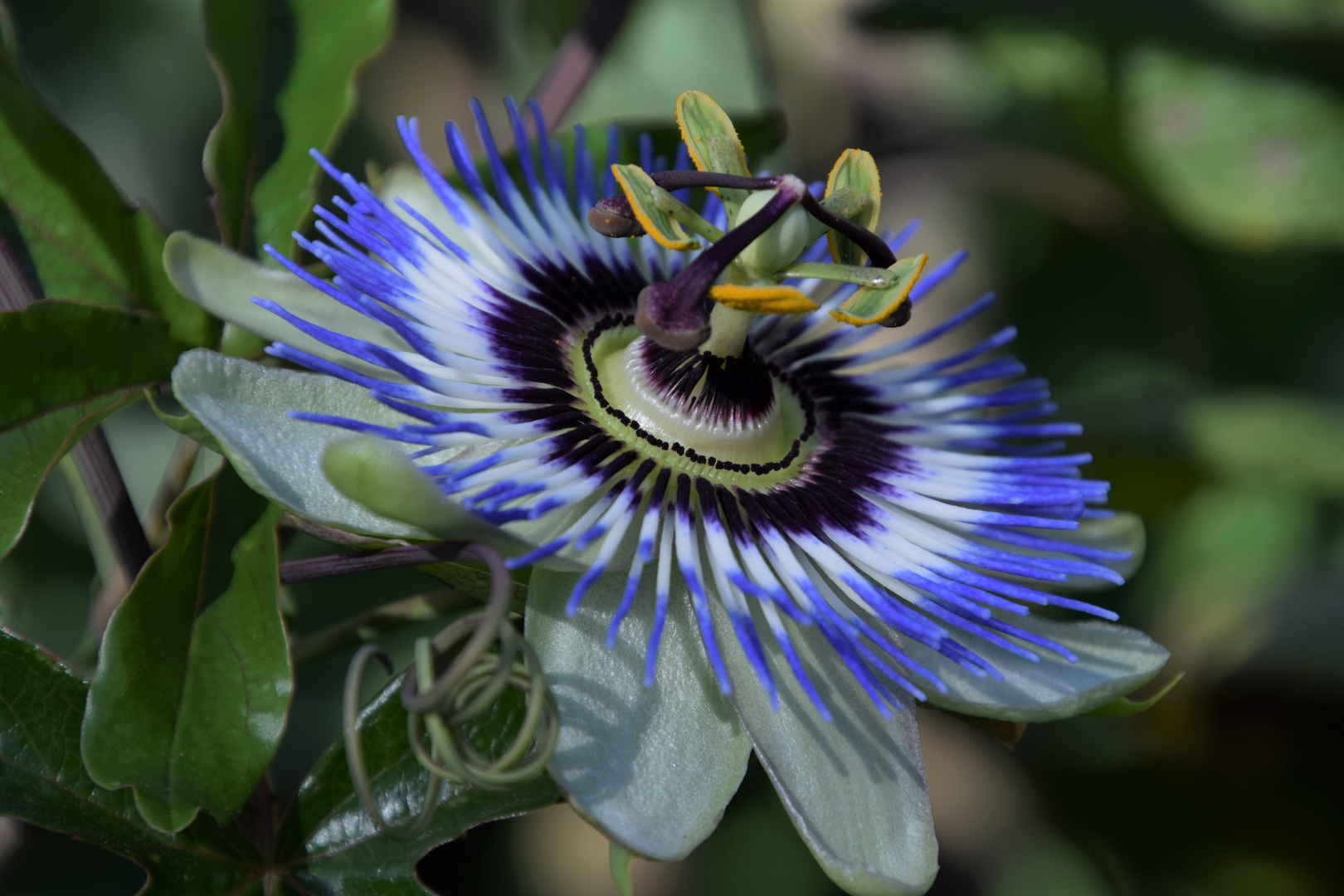 Die erste Maracujablüte in meinem Garten .......