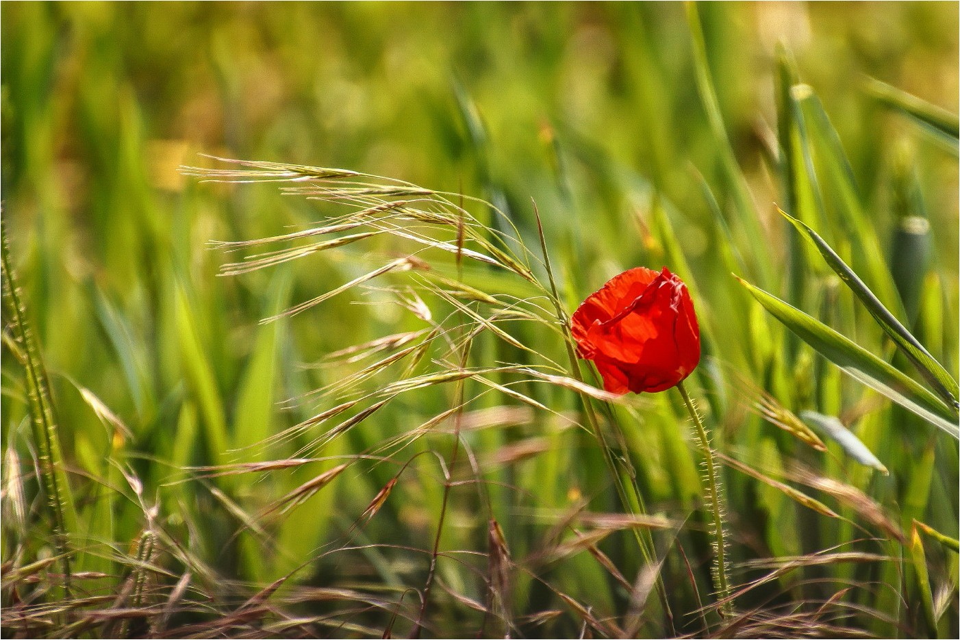 Die erste Mohnblüte