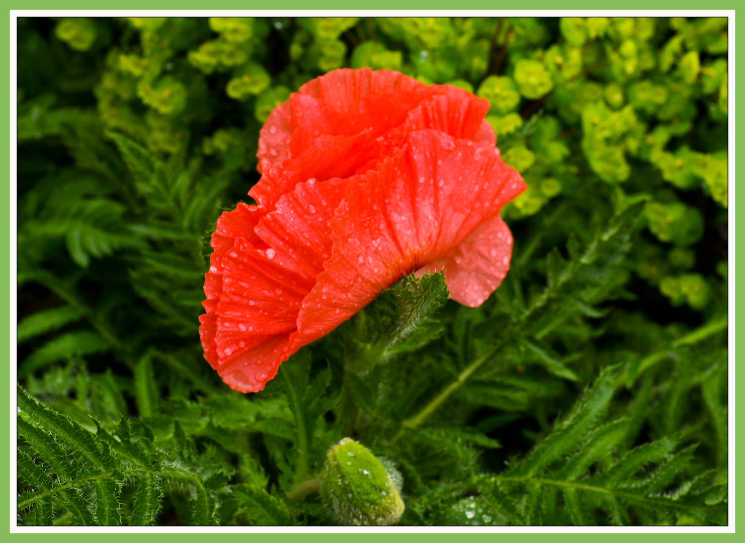 Die erste Mohnblüte