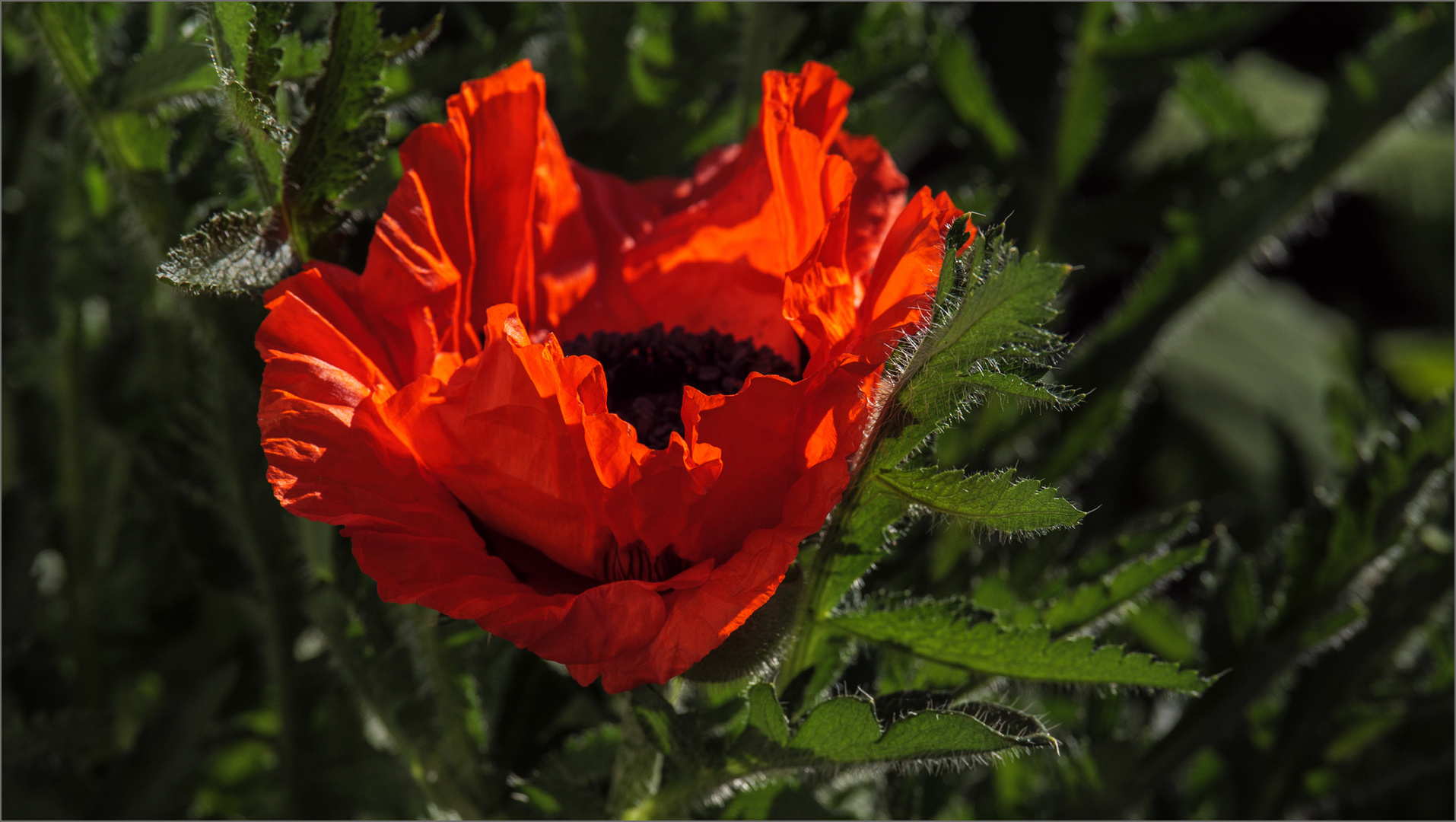 Die erste Mohnblüte des Jahres