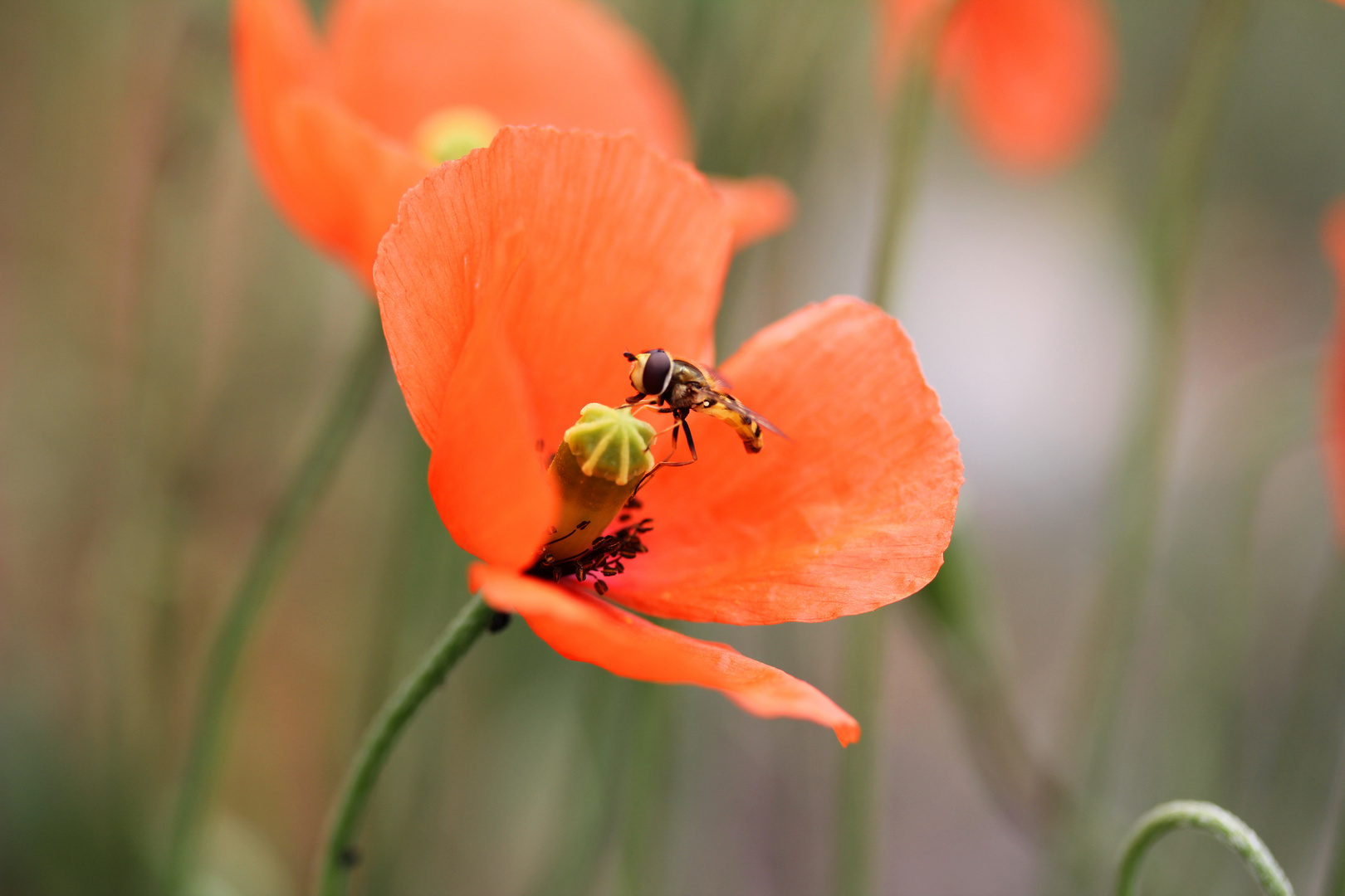 die erste Mohn(d)landung