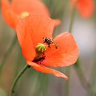 die erste Mohn(d)landung