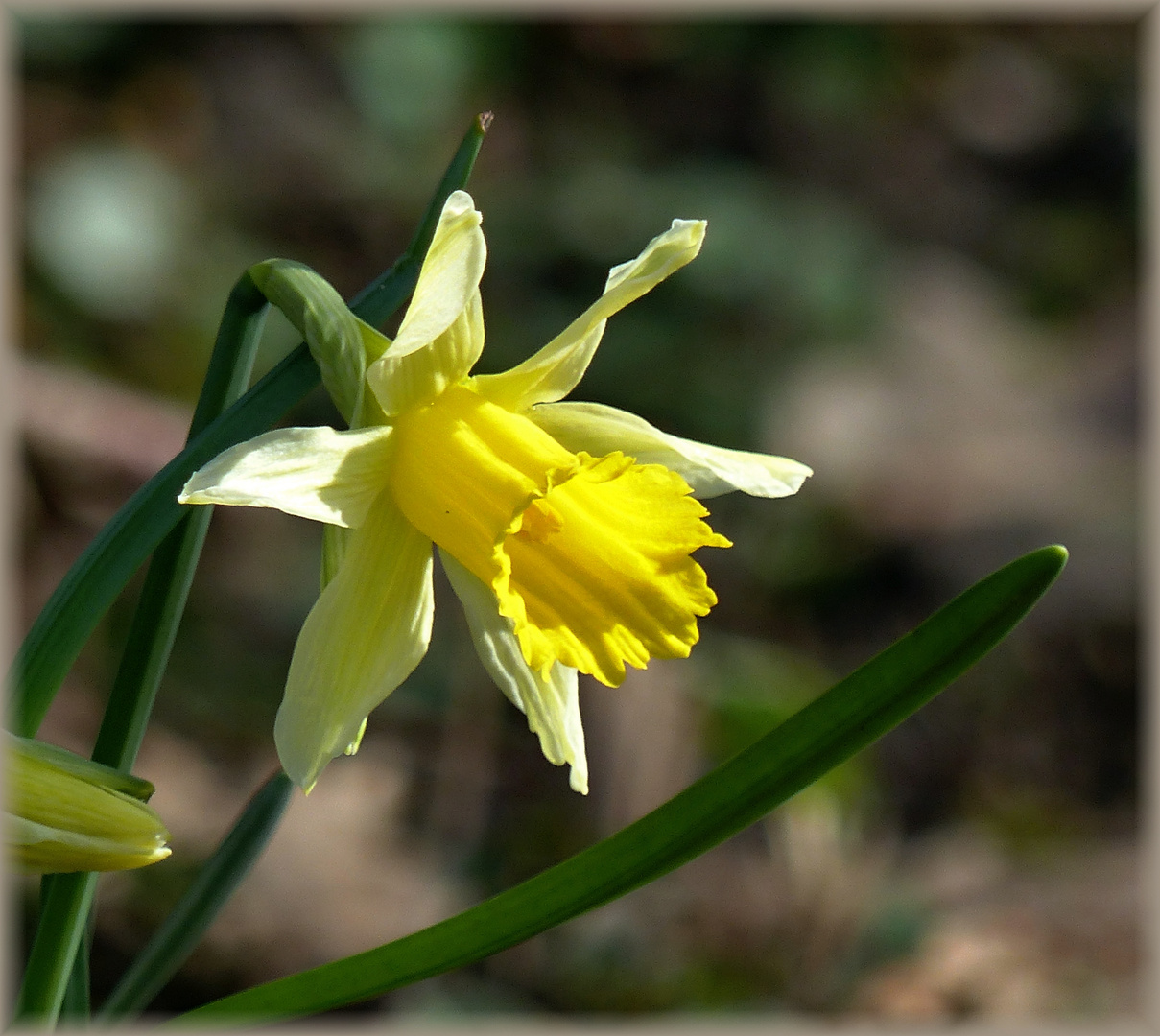 die erste Narzisse Foto & Bild pflanzen, pilze & flechten, blüten