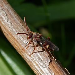 Die erste Nomada dieses Jahr - und die kleinste bisher im Garten!