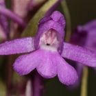 Die erste offene Blüte der Mückenhändelwurz (Gymnadenia conopsea)